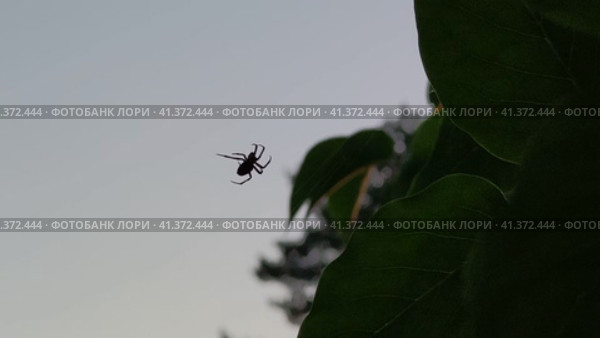 Spider on a web against the background of the evening sky. A small spider crawls along a barely noticeable cobweb among the branches and leaves of lilac against the background of a light evening sky. Стоковое видео, видеограф Andrew_Swarga / Фотобанк Лори