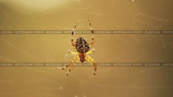 Spider on cobweb close-up waiting for the future victim. Стоковое видео, видеограф Андрей Армягов / Фотобанк Лори