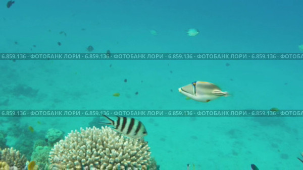 Спинорог Пикассо в Красном море. Стоковое видео, видеограф Михаил Коханчиков / Фотобанк Лори
