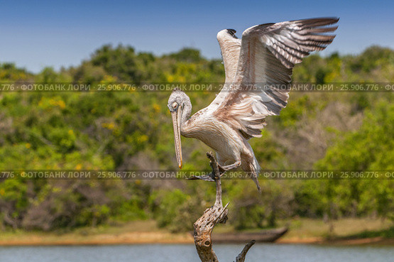Spot-billed pelican or grey pelican (Pelecanus philippensis), Yala national patk, Sri Lanka. Стоковое фото, агентство BE&W Photo / Фотобанк Лори