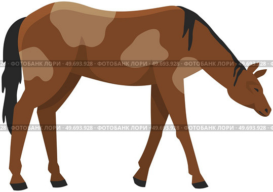 Spotted horse, domestic animal. Countryside, village inhabitant isolated on white background. Farming, animal husbandry and livestock breeding. Agricultural species of odd-toed mammal, horse. Farming, animal husbandry and livestock breeding. Spotted horse, domestic animal, village inhabitant. Стоковая иллюстрация, агентство Ingram Publishing / Фотобанк Лори