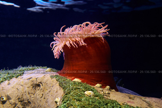 Spotted Red Anemone (Tealia lofotensis). Стоковое фото, фотограф Сергей Пристяжнюк (Serg Zastavkin) / Фотобанк Лори