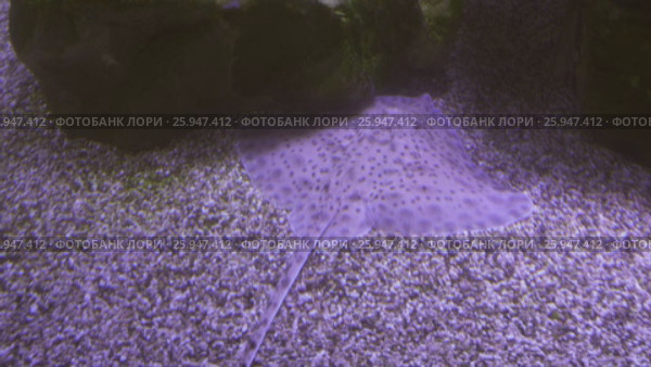 Spotted stingray in saltwater aquarium stock footage video. Стоковое видео, видеограф Юлия Машкова / Фотобанк Лори