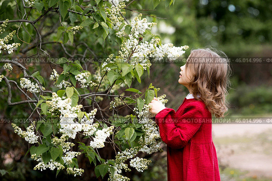 Spring blooming. Portrait of a beautiful 5-year-old little girl in a red dress in a lilac garden in nature. Childhood. Стоковое фото, фотограф Photojuli / Фотобанк Лори