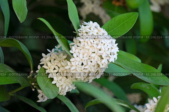 Spring blossom Bushmans poison (lat.- Acokantera oppositifolia) Стоковое фото, фотограф Irina Opachevsky / Фотобанк Лори