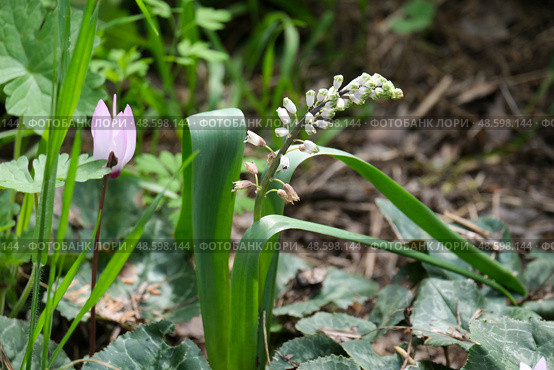 Spring blossom Common Roman Squill (lat.- Bellevalia flexuosa) Стоковое фото, фотограф Irina Opachevsky / Фотобанк Лори