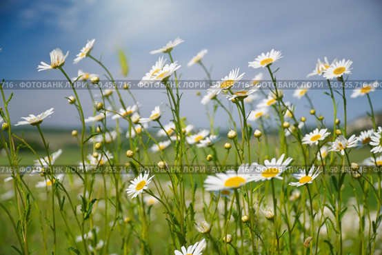 Spring daisy portrait and sunshine. Nature composition. Стоковое фото, агентство Ingram Publishing / Фотобанк Лори