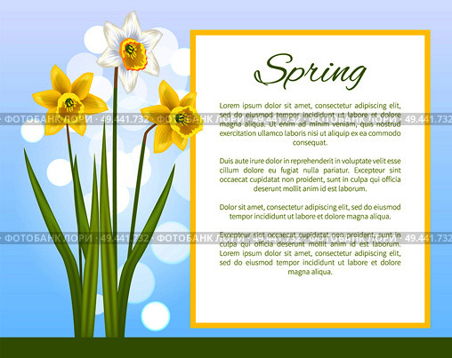 Spring flower poster with text and daffodil narcissus bulbous plant, flowers with white outer petals and yellow cup in center, vector illustration. Spring Flower Poster with Text Daffodil Narcissus. Стоковая иллюстрация, агентство Ingram Publishing / Фотобанк Лори