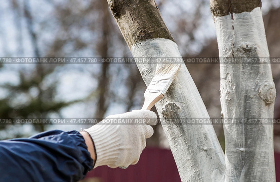 Spring gardening. Whitewashing of fruit trees from insects and diseases. A tree trunk and a gardener's hand with a brush and whitewash, coloring an apple tree. Стоковое фото, фотограф Photojuli / Фотобанк Лори