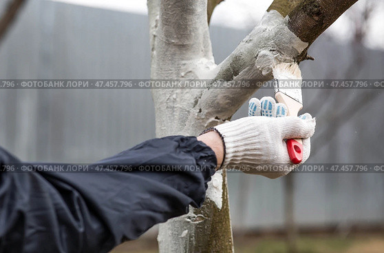 Spring gardening. Whitewashing of fruit trees from insects and diseases. A tree trunk and a gardener's hand with a brush and whitewash, coloring an apple tree. Стоковое фото, фотограф Photojuli / Фотобанк Лори