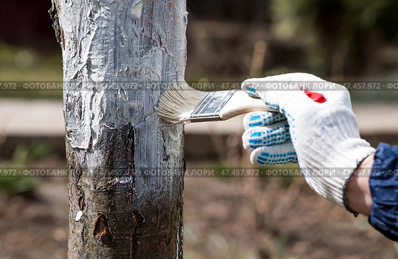 Spring gardening. Whitewashing of fruit trees from insects and diseases. A tree trunk and a gardener's hand with a brush and whitewash, coloring an apple tree. Стоковое фото, фотограф Photojuli / Фотобанк Лори