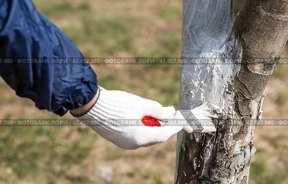 Spring gardening. Whitewashing of fruit trees from insects and diseases. A tree trunk and a gardener's hand with a brush and whitewash, coloring an apple tree. Стоковое фото, фотограф Photojuli / Фотобанк Лори