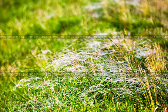 Spring landscape, field of feather grass. Mat grass on a hot summer sultry day. Spring landscape, field of feather grass. Стоковое фото, агентство Ingram Publishing / Фотобанк Лори