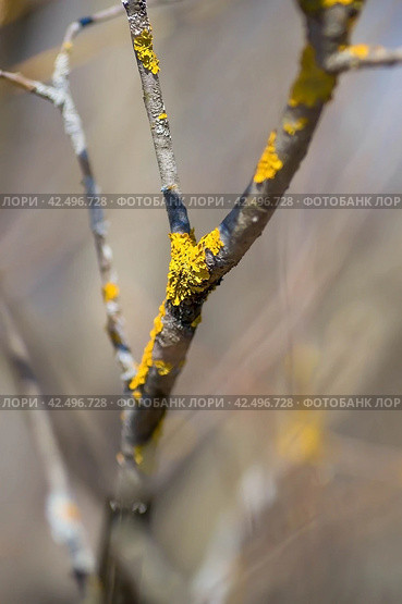 Spring, wallpaper with nature. Tree branches in close-up. New spring foliage appears on the branches. A tree or shrub that is budding. Seasonal forests, blurred background. Стоковое фото, фотограф Photojuli / Фотобанк Лори