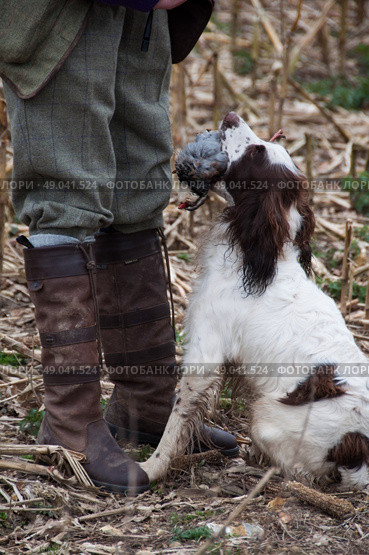 Springer spaniel retrieving a partridge. Стоковое фото, агентство Ingram Publishing / Фотобанк Лори