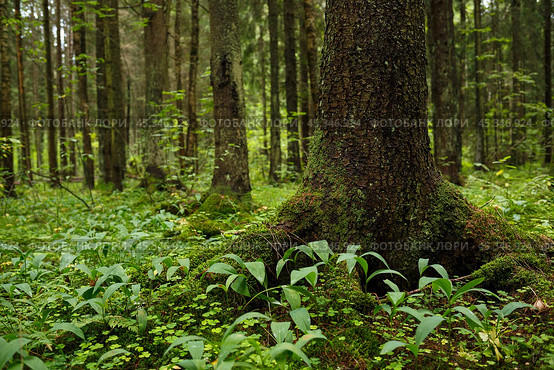 Spruce trees in the coniferous forest. Trunk and roots close-up. Northern nature. Стоковое фото, фотограф Андрей Степанов / Фотобанк Лори