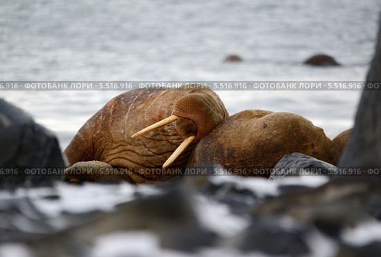 Спящий морж. Стоковое фото, фотограф Максим Деминов / Фотобанк Лори
