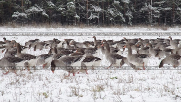 Стадо домашних гусей на снежном поле. Flock of domestic geese on snowy field. Стоковое видео, видеограф Евгений Романов / Фотобанк Лори