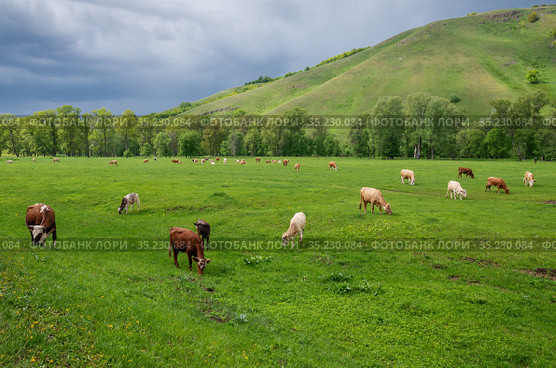 Стадо коров на горном пастбище весной. Cows on a mountain pasture in the spring. Стоковое фото, фотограф Евгений Романов / Фотобанк Лори