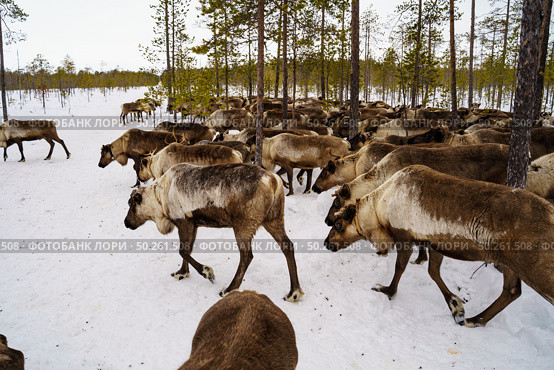 Стадо северных оленей в зимнем лесу. Стоковое фото, фотограф Мулык Виталий / Фотобанк Лори