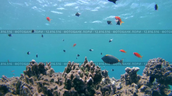 Стайки рыб над коралловым рифом, Красное море, Марса-эль-Алам, бухта Абу-Дабаб, Енмпет. Стоковое видео, видеограф Некрасов Андрей / Фотобанк Лори