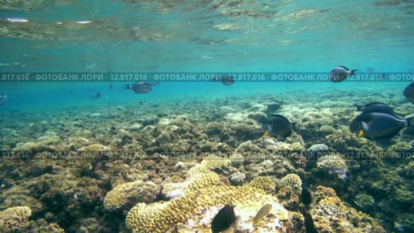 Стайки рыб над коралловым рифом, Красное море, Марса-эль-Алам, бухта Абу-Дабаб, Египет. Стоковое видео, видеограф Некрасов Андрей / Фотобанк Лори