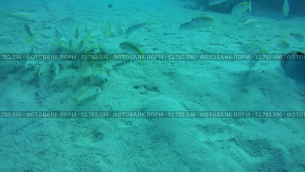 Стая Барабуль кормится на песчаном дне, Красное море, Марса-эль-Алам, бухта Абу-Дабаб, Египет. Стоковое видео, видеограф Некрасов Андрей / Фотобанк Лори
