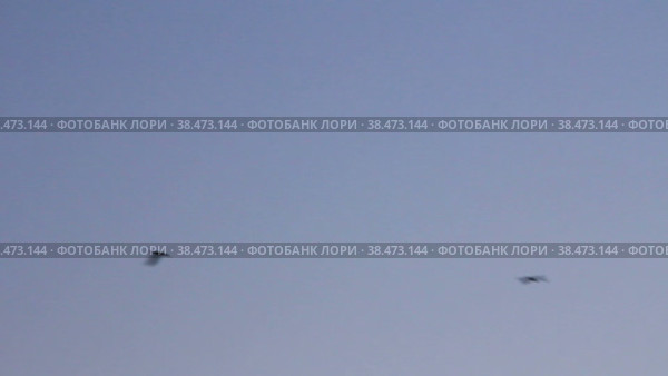 Стая черных ворон летает в чистом небе. Стоковое видео, видеограф Цыбин Вадим / Фотобанк Лори