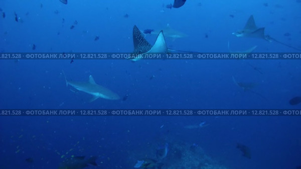 Стая серых рифовый акул (Carcharhinus amblyrhynchos) плывет в толще воды с пятнисыми скатами орляками (Aetobatus narinari), Индийский океан, Мальдивские острова. Стоковое видео, видеограф Некрасов Андрей / Фотобанк Лори
