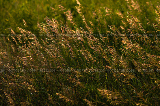 Стебли мятлика лугового в лучах вечернего солнца. Poa pratensis. Стоковое фото, фотограф Евгений Зимин / Фотобанк Лори