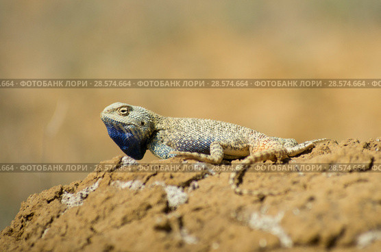 Степная агама в естественной среде обитания. Steppe Agama in habitat. Стоковое фото, фотограф Евгений Романов / Фотобанк Лори