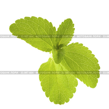 stevia rebaudiana leaves. Стоковое фото, фотограф Olivier Le Moal / PantherMedia / Фотобанк Лори