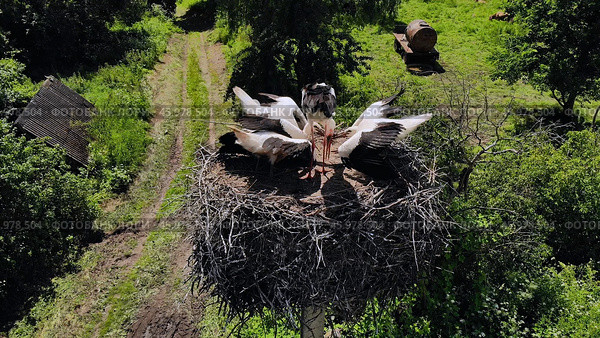 Stork mother feeds chicks in the nest. Drone view. Стоковое фото, фотограф Mikhail Davidovich / Фотобанк Лори