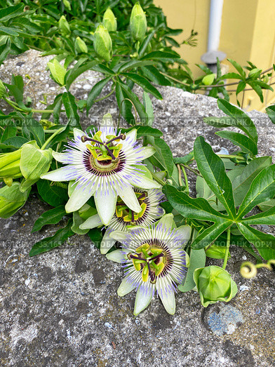 Страстоцвет (Passiflora) (2020 год). Стоковое фото, фотограф Мария Кылосова / Фотобанк Лори