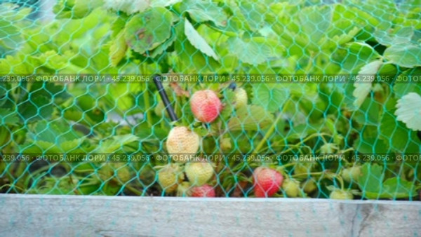 Strawberry in Farm. Strawberries bed covered with protective mesh from birds. Protection of harvest in the garden. Beds under the net. Covers protect plants against animal or pest. Caring for crops. Стоковое видео, видеограф Марина Демидюк / Фотобанк Лори