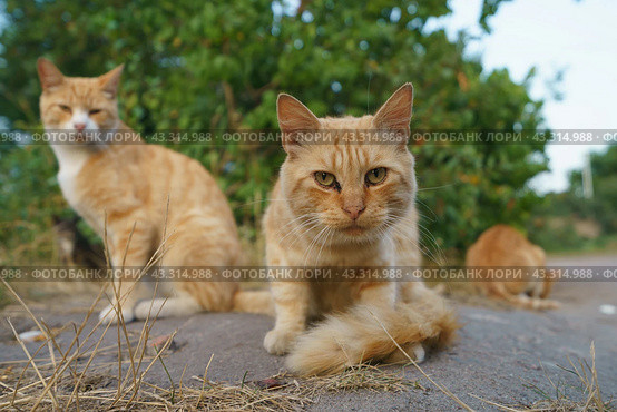 Stray red cat on the street. Close up photography. Frontal view. Стоковое фото, фотограф YuryKara / Фотобанк Лори