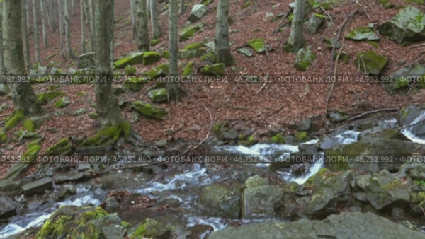 Stream in beech forest in mountains at spring. Стоковое видео, видеограф Михаил Коханчиков / Фотобанк Лори