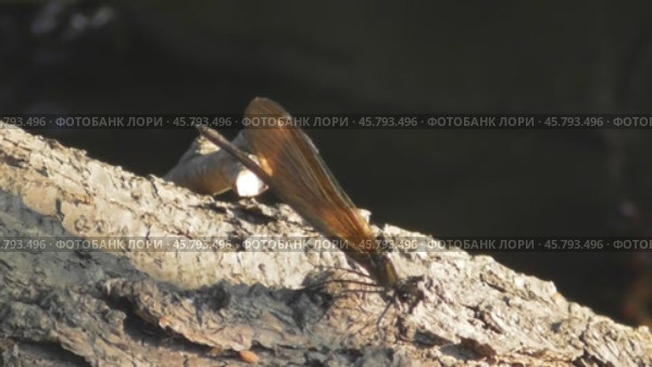 Стрекоза красотка-девушка Calopteryx virgo самка. Стоковое видео, видеограф Александр Мамонтов / Фотобанк Лори