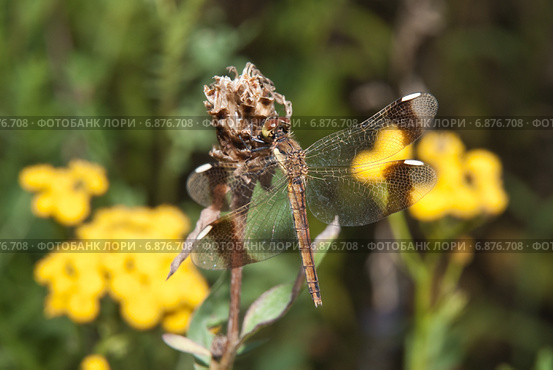 Стрекоза перевязанная - Симпетрум перевязанный (Sympetrum pedemontanum). Самка. Стоковое фото, фотограф Алёшина Оксана / Фотобанк Лори