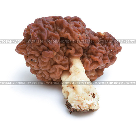 Строчок обыкновенный (Gyromitra esculenta) - условно съедобный гриб на белом фоне. Стоковое фото, фотограф Александр Романов / Фотобанк Лори