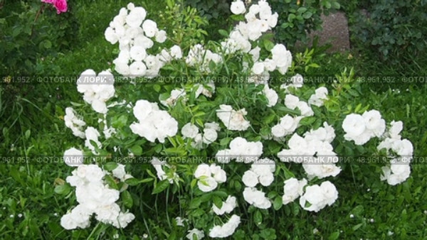 Stroll through tranquil rose garden bursting with vibrant white flowers, surrounded by lush greenery. A rose is either woody perennial flowering plant of genus Rosa in family Rosaceae. Slow motion. Стоковое видео, видеограф Юлия Петровская / Фотобанк Лори