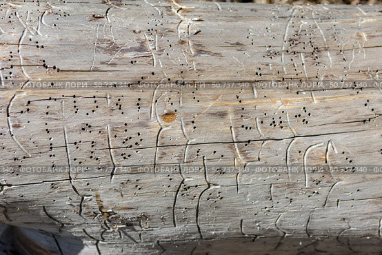 Structure of old dry wood, pine, with cracks and traces of bark beetle. Traces of bark beetle on wood appear as small, round holes, often with drill dust. Стоковое фото, фотограф Анищенко Геннадий / Фотобанк Лори