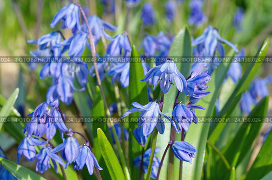 Сцилла двулистная Таурика или пролеска (лат. Scilla difolia L.) Стоковое фото, фотограф Елена Коромыслова / Фотобанк Лори