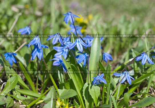 Сцилла двулистная Таурика или пролеска (лат. Scilla difolia L.) цветет на клумбе в весеннем саду. Стоковое фото, фотограф Елена Коромыслова / Фотобанк Лори