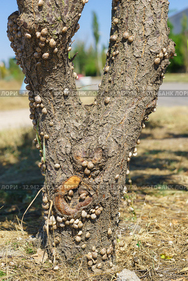 Ствол дерева, облепленный улитками виноградными (лат.  Helix pomatia) в степи западного Крыма. Солнечный день в начале осени. Стоковое фото, фотограф Наталья Гармашева / Фотобанк Лори