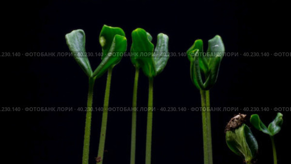 Сucumber growing time lapse. Frontal view on black background. Стоковое видео, видеограф Кирилл Трифонов / Фотобанк Лори