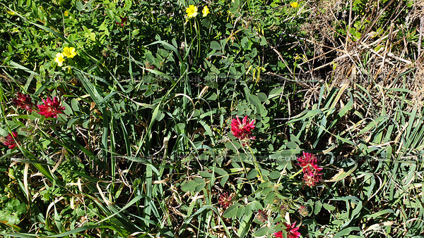 Сулла коронария (Sulla coronaria). Надур (In-Nadur). Остров Гоцо (Gozo). Мальта (2023 год). Стоковое фото, фотограф lana1501 / Фотобанк Лори