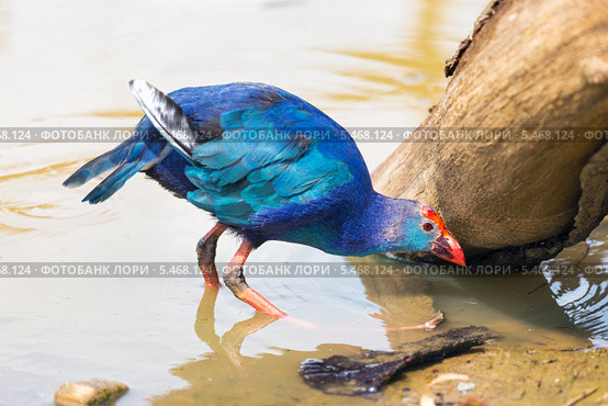 Султанка (лат. Porphyrio porphyrio) стоит в воде у берега. Стоковое фото, фотограф Сергей Лаврентьев / Фотобанк Лори