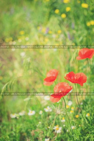 Summer field meadow with red poppy flowers and green grass, retro toned. Summer poppy filed. Стоковое фото, агентство Ingram Publishing / Фотобанк Лори