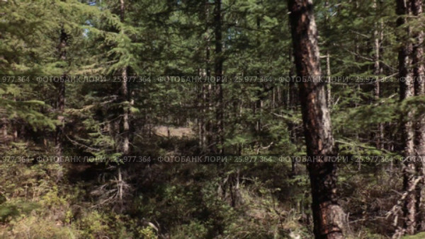 Summer impassable taiga in Klyuchevskoy Nature Park stock footage video (2017 год). Редакционное видео, видеограф Юлия Машкова / Фотобанк Лори